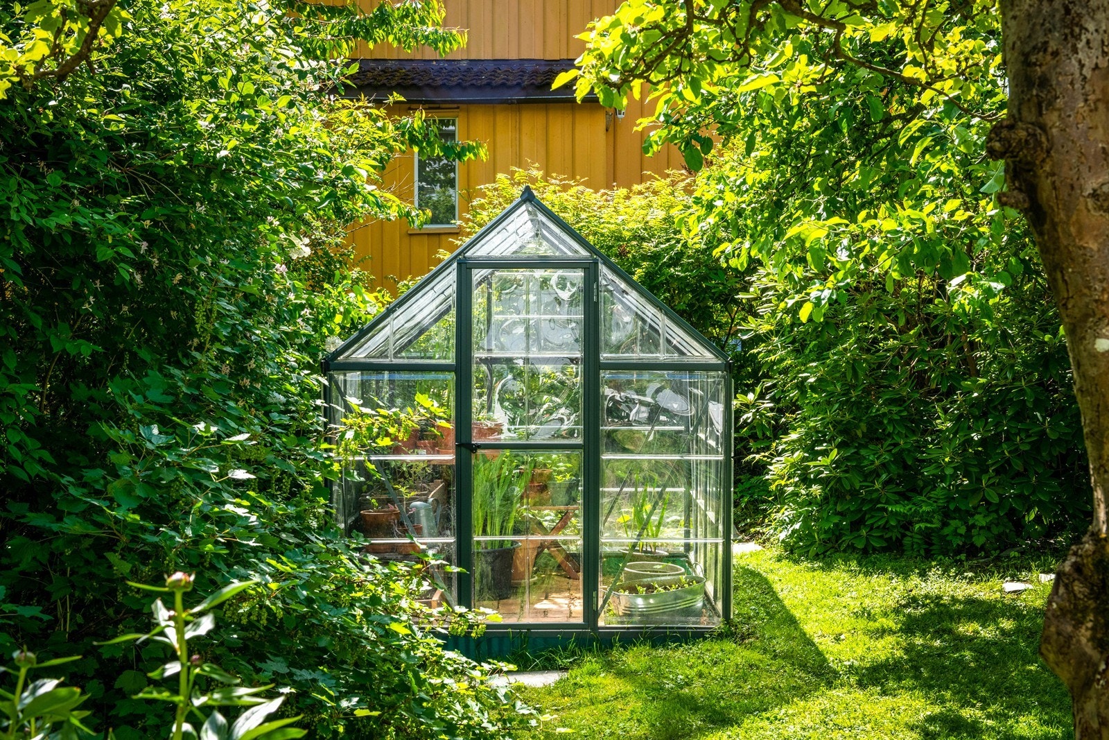 Drivhus og en liten kjøkkenhage i hagen. Galleribilde