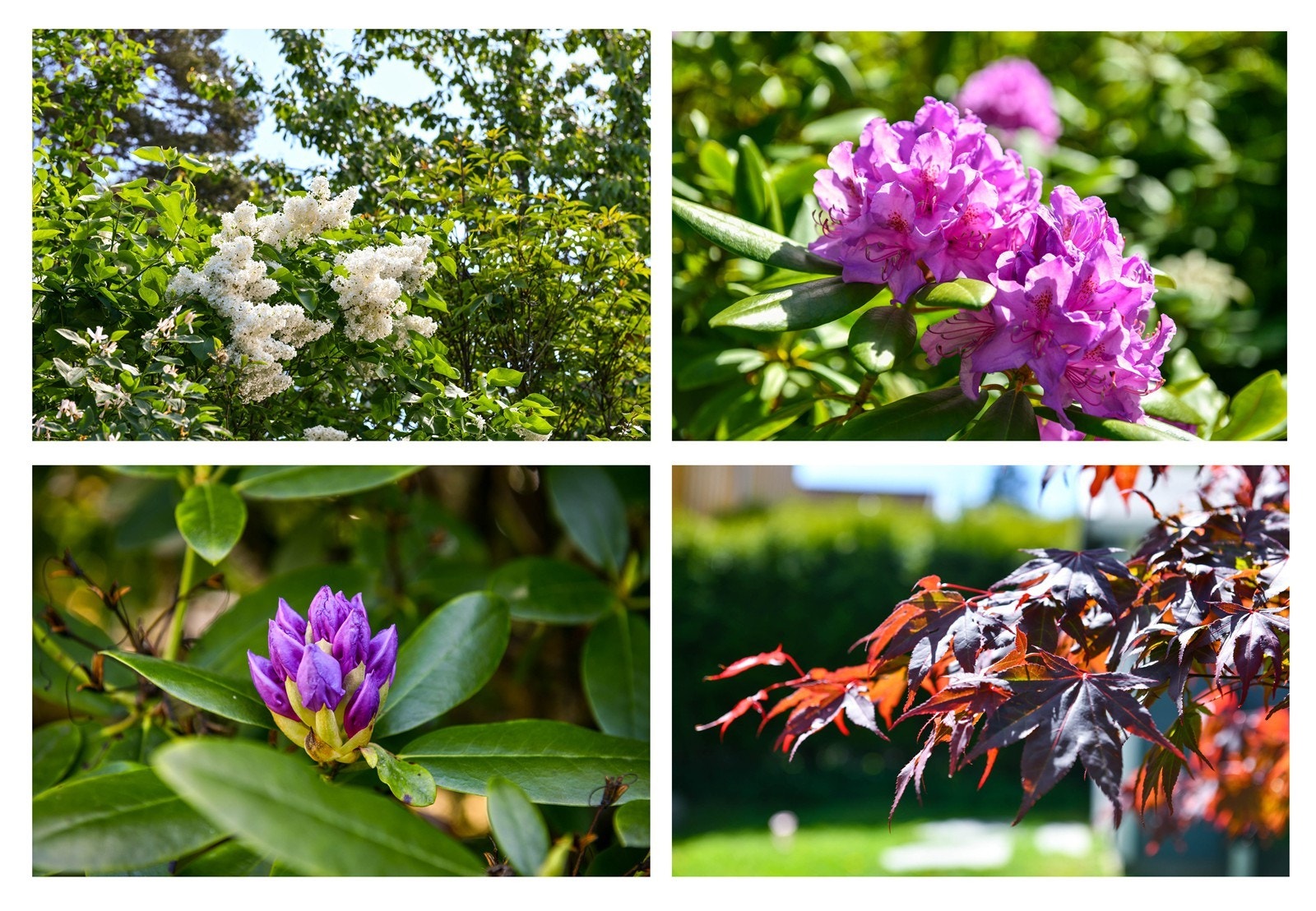Det er rikelig med flotte planter og blomster Galleribilde