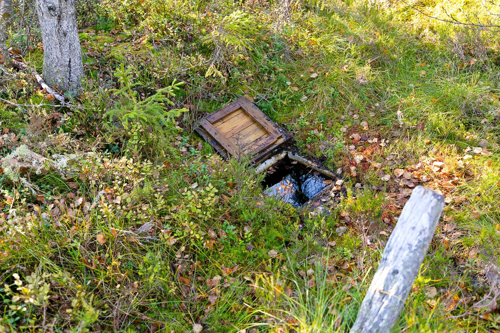 Olle ca 50 meter fra hytta Galleribilde