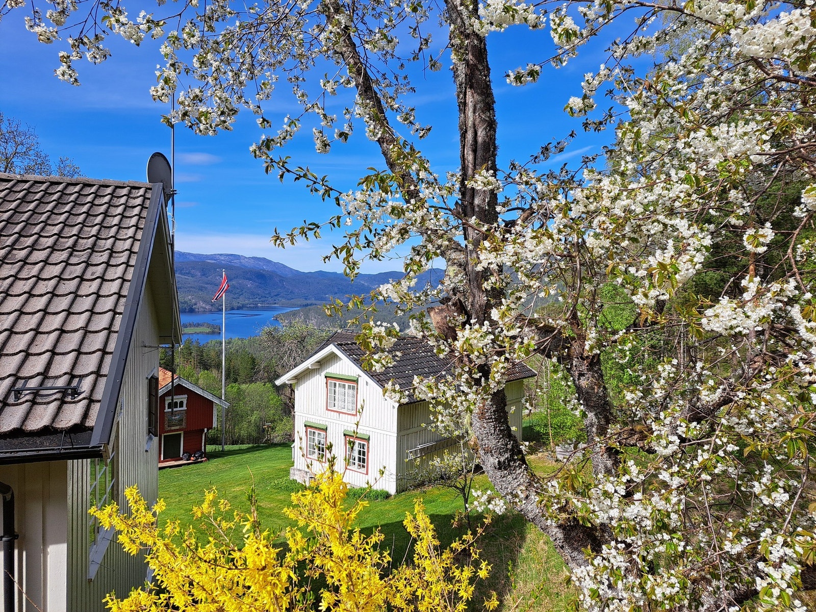 På våren er det full blomstring på Sønstigard Brekke. Selgers private foto. Galleribilde