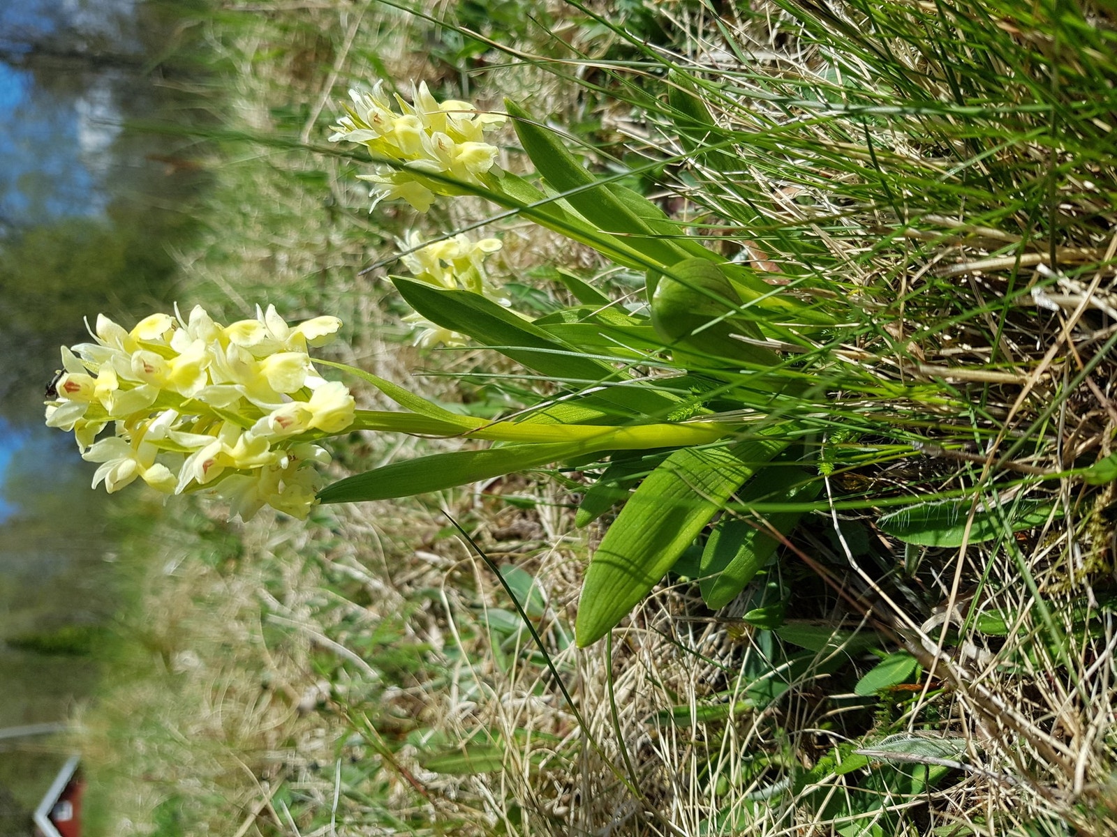 Blomsten Søstermarihånd, Telemarks fylkesblomst, som vi har mye av i Brekkegrenda Galleribilde