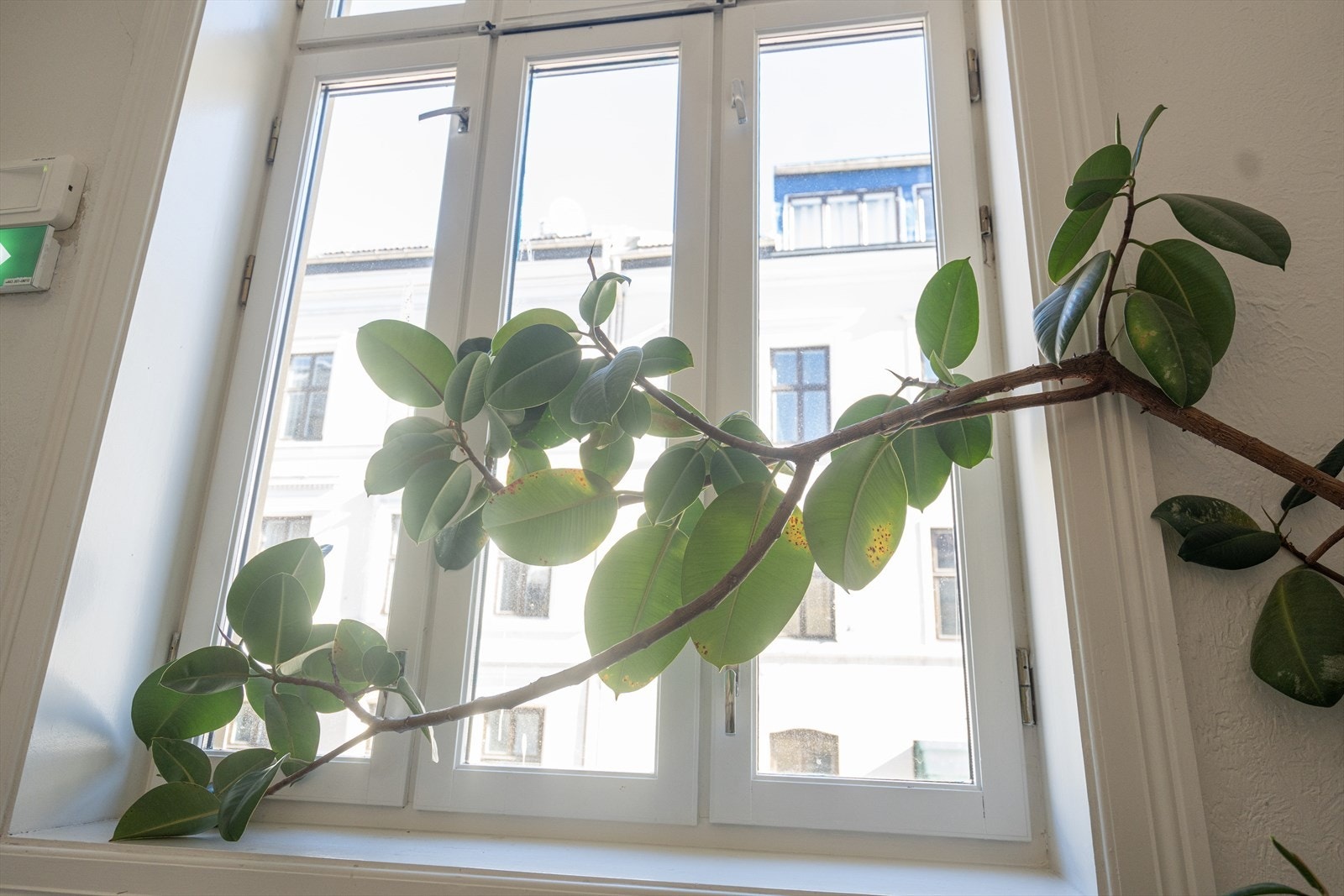 Nordbygata 45 og 47 Galleribilde