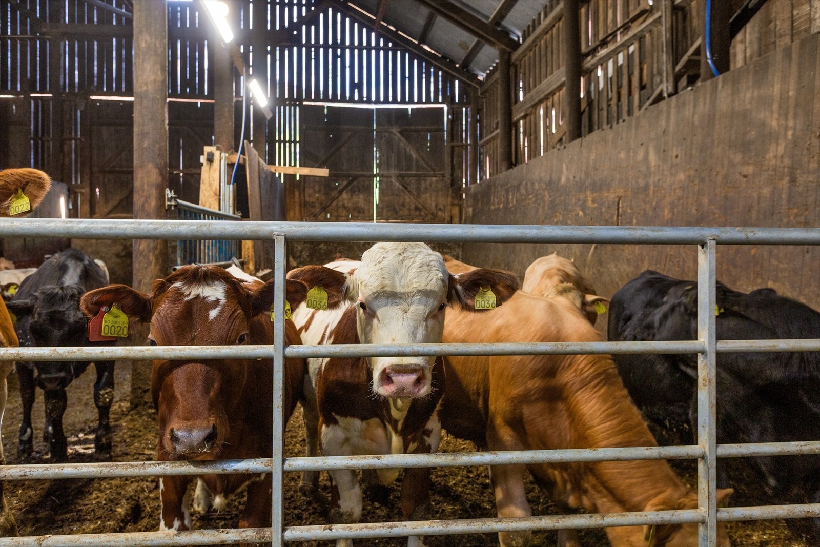 Driftsbygning er tilpasset melkeproduksjon med båsfjøs Galleribilde