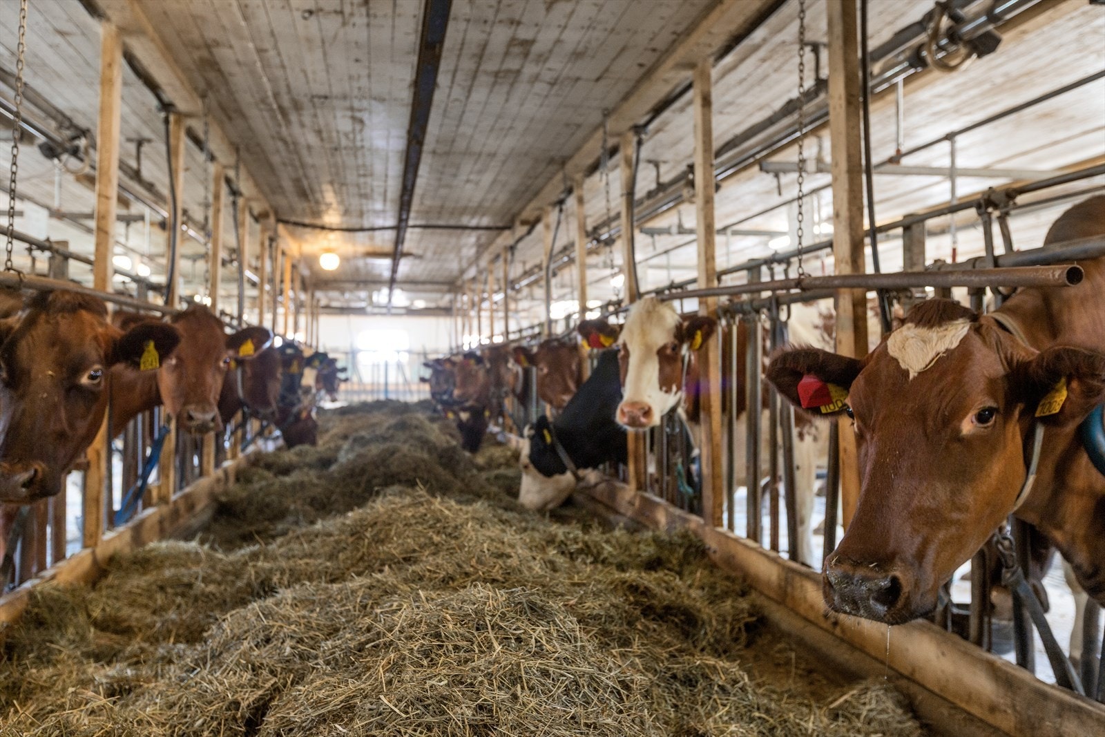 Her bor vi Galleribilde