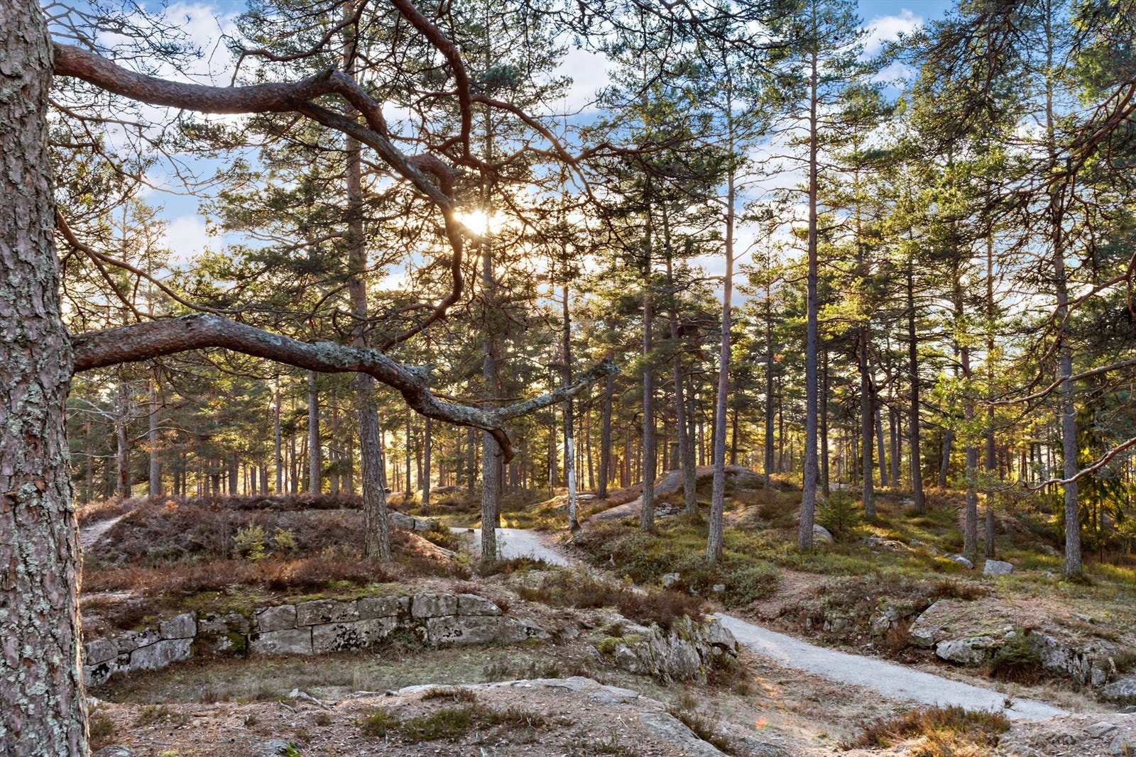 Skogen like i nærheten byr på flott natur, fine turmuligheter og samlingspunkter Galleribilde
