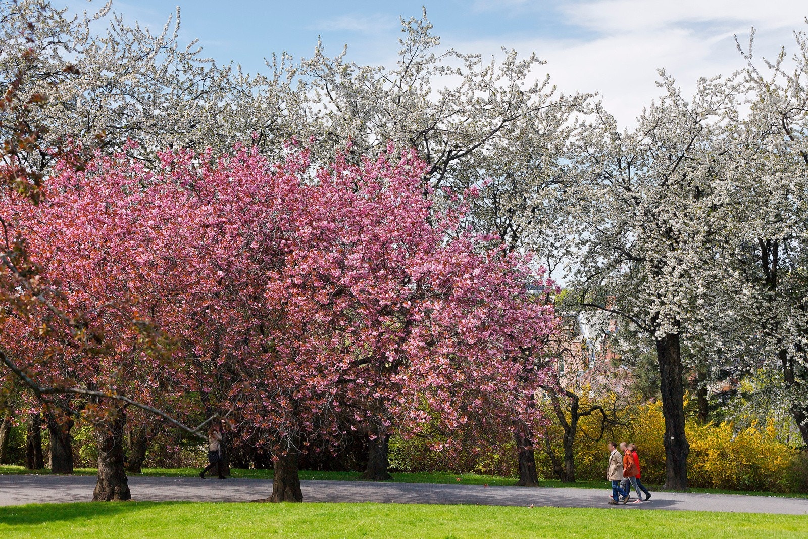 - Rett over veien for Gråbeinskvartalet finner man idylliske Botanisk Hage - Galleribilde