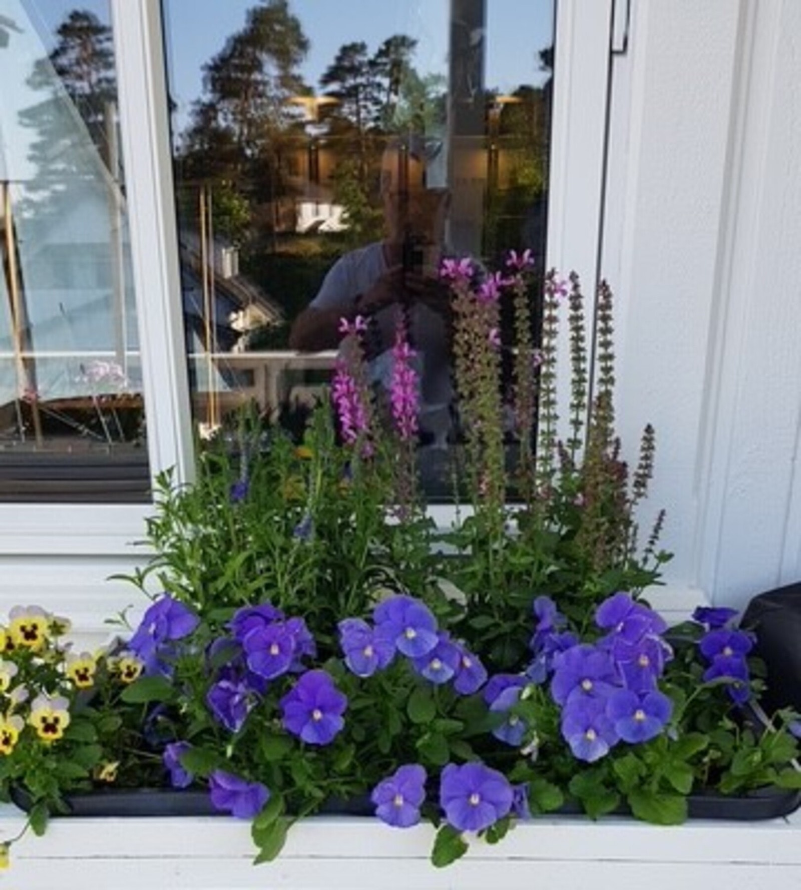 Detaljbilde blomsterkasse ved stuevindu 2024 Galleribilde