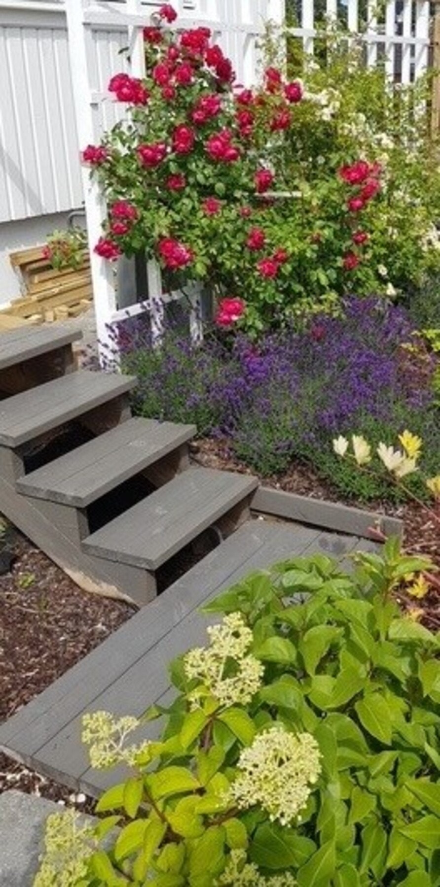 Lavendel dufter deilig og holder lus og mygg unna både røde og hvite klatreroser, gule og rose buskroser og syrinhortensia Galleribilde