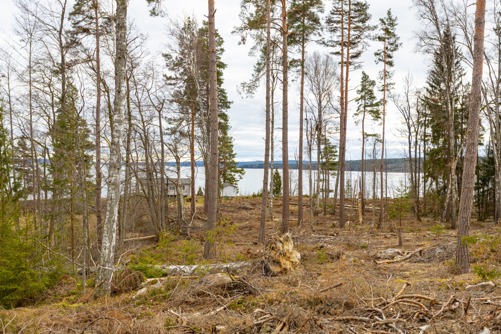 Vy från loftstugan Galleribilde
