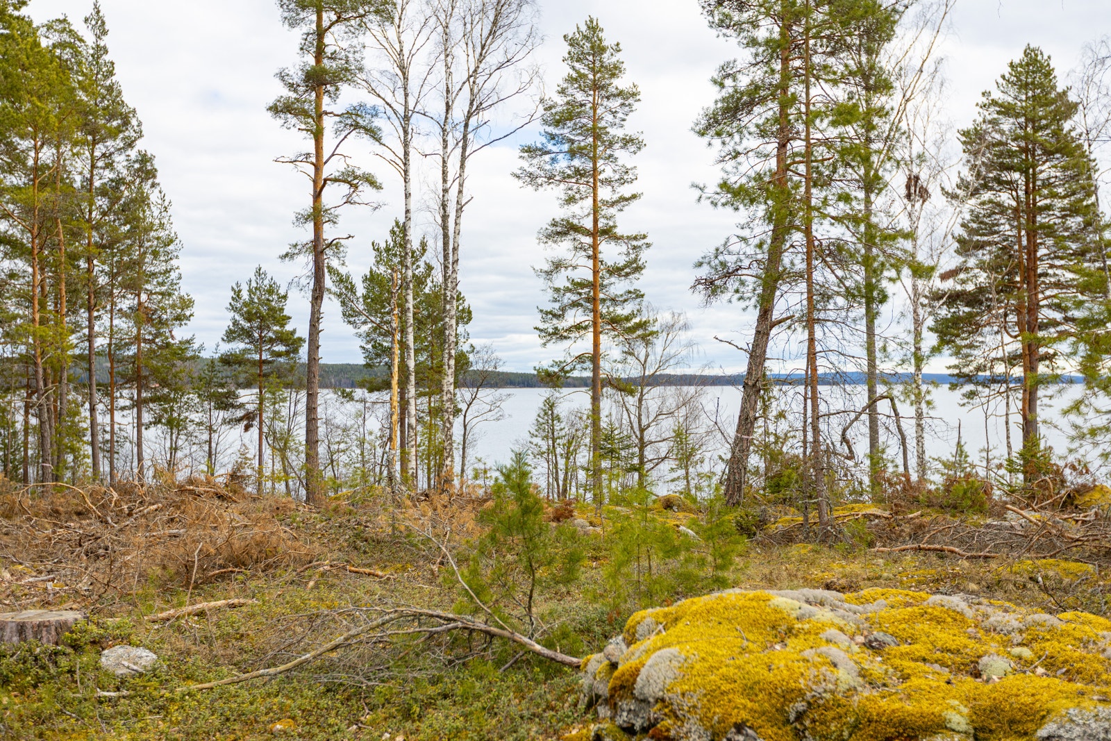 Vy från loftstugan Galleribilde