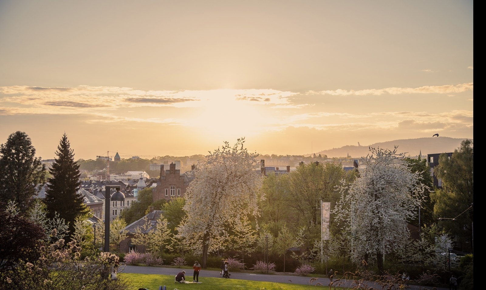 Nærområdet. Galleribilde