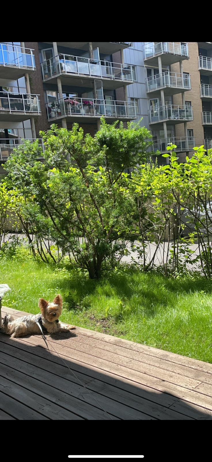 Selgers bilde fra sommeren. Galleribilde