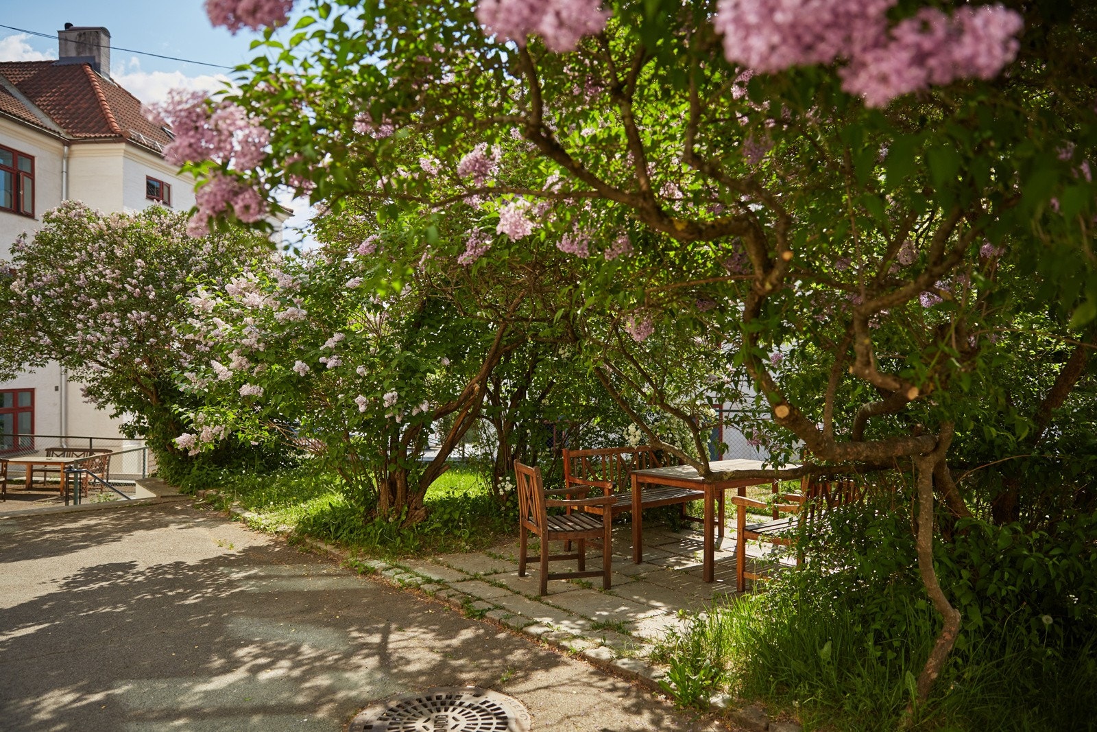 Flere blomster, prydbusker og vakre trær i bakgården. Borettslaget har en egen hagegruppe som har ekstra ansvar for dette. Galleribilde