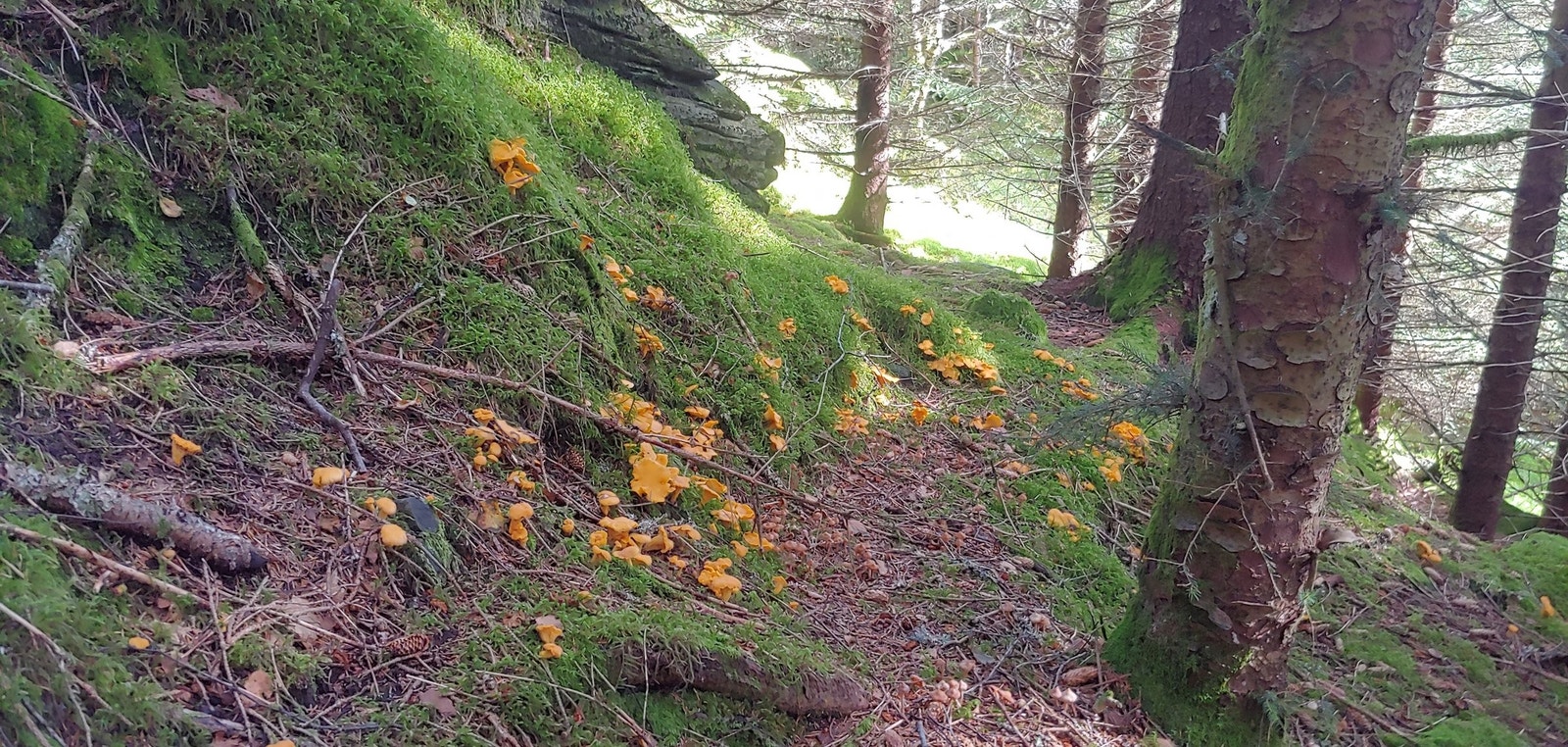 Flotte soppområder rett overfor huset. Galleribilde