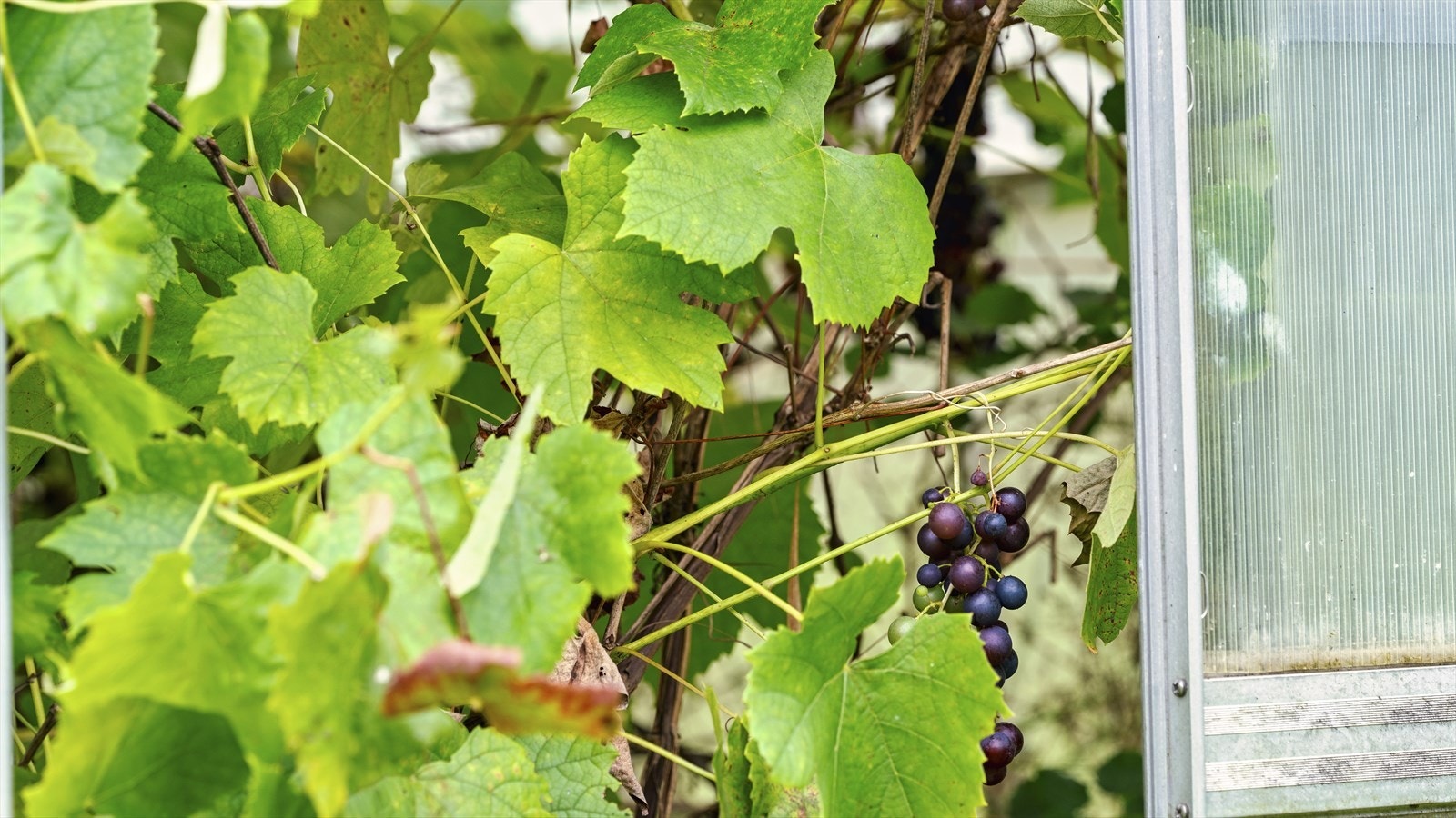 I drivhuset er det gode druer Galleribilde
