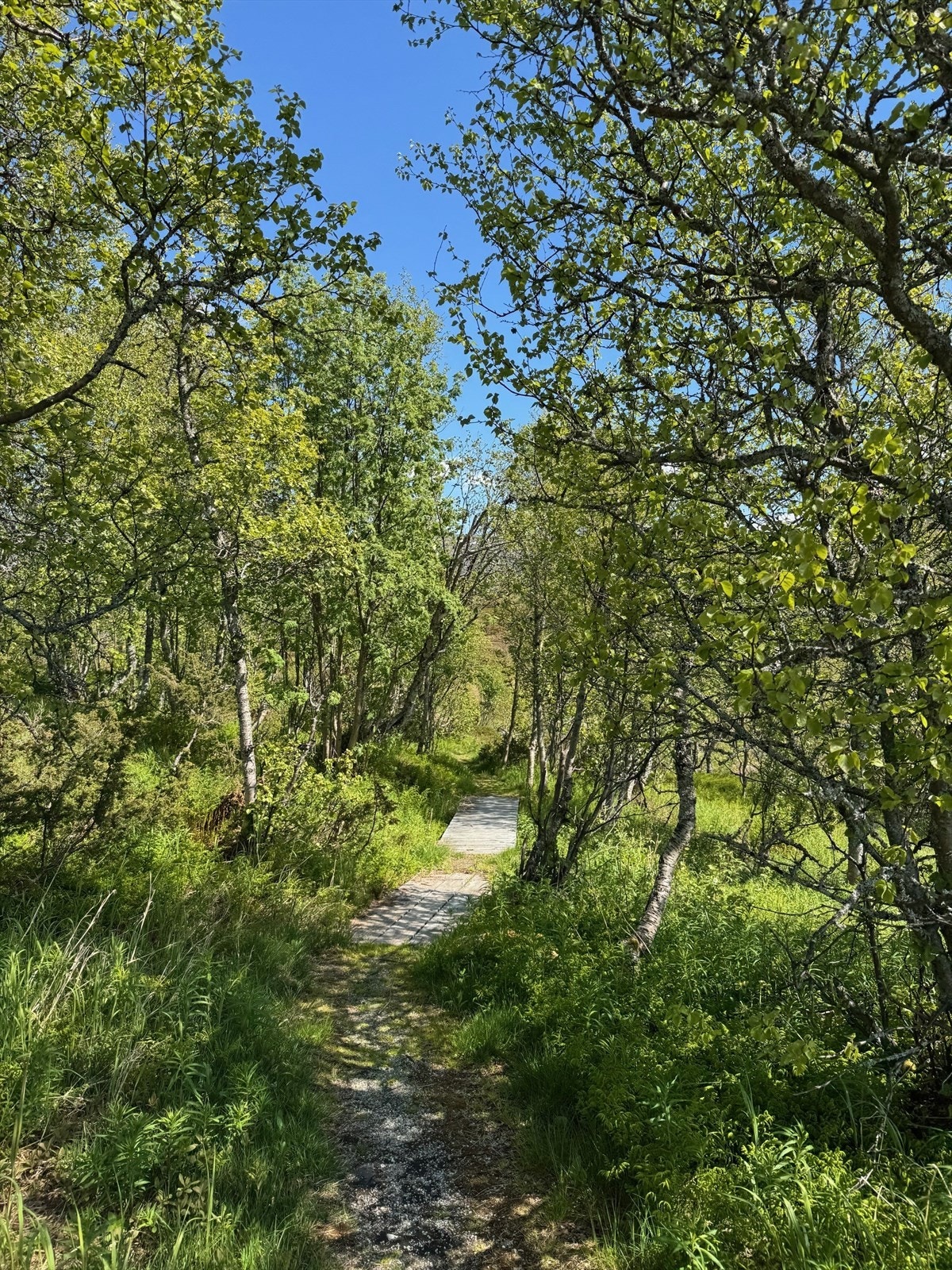 Koselig gangsti fra parkering Galleribilde