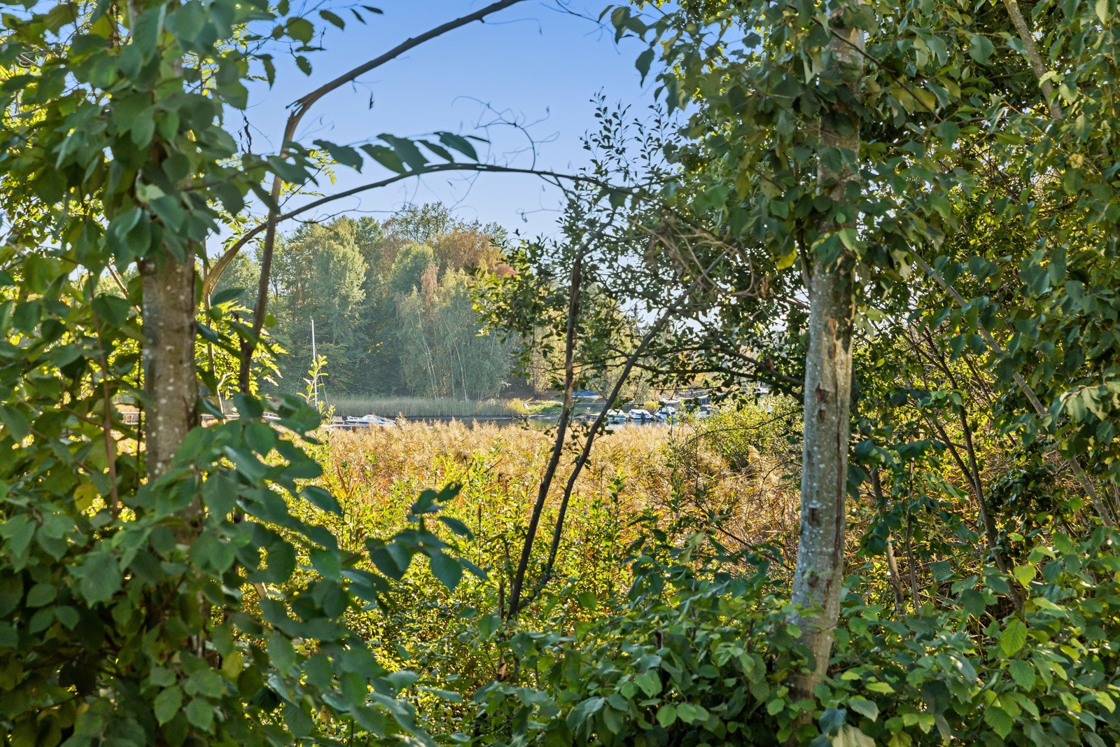 Yrende fugle- og dyreliv. Galleribilde