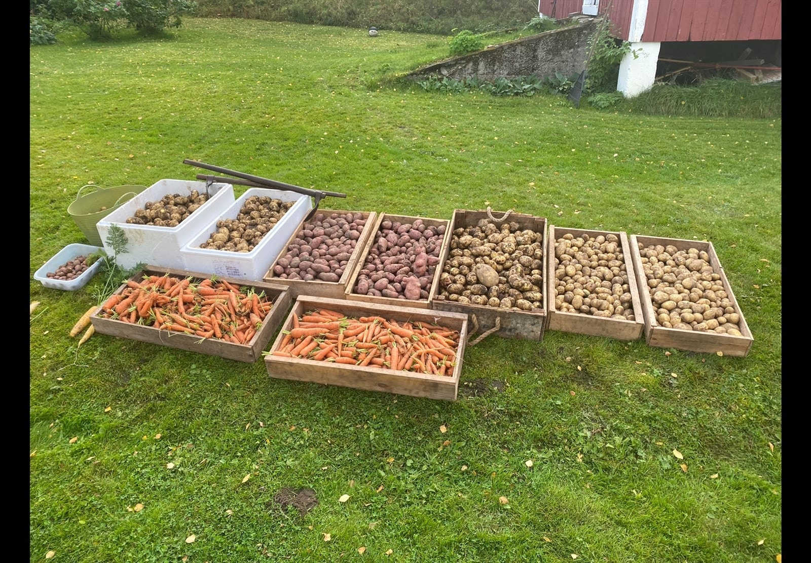 Poteter og gulrøtter fra egen hage Galleribilde