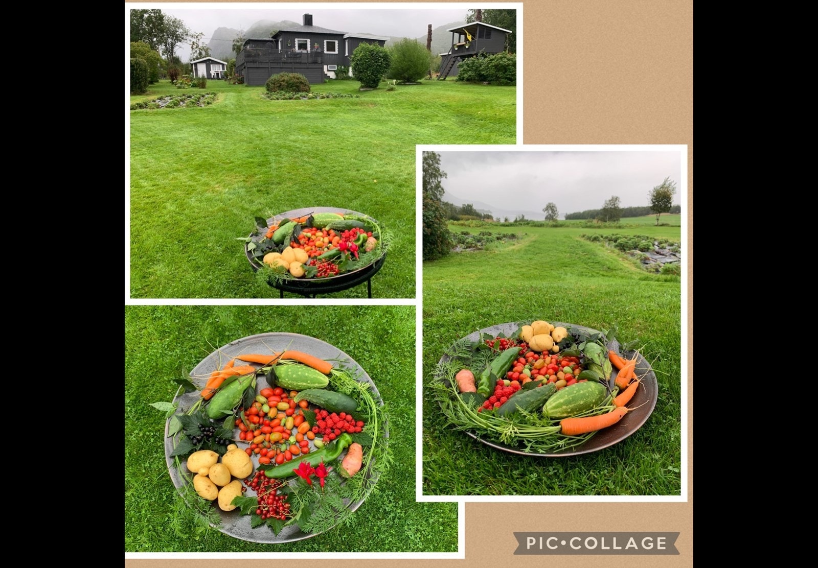 Avling fra egen hage Galleribilde