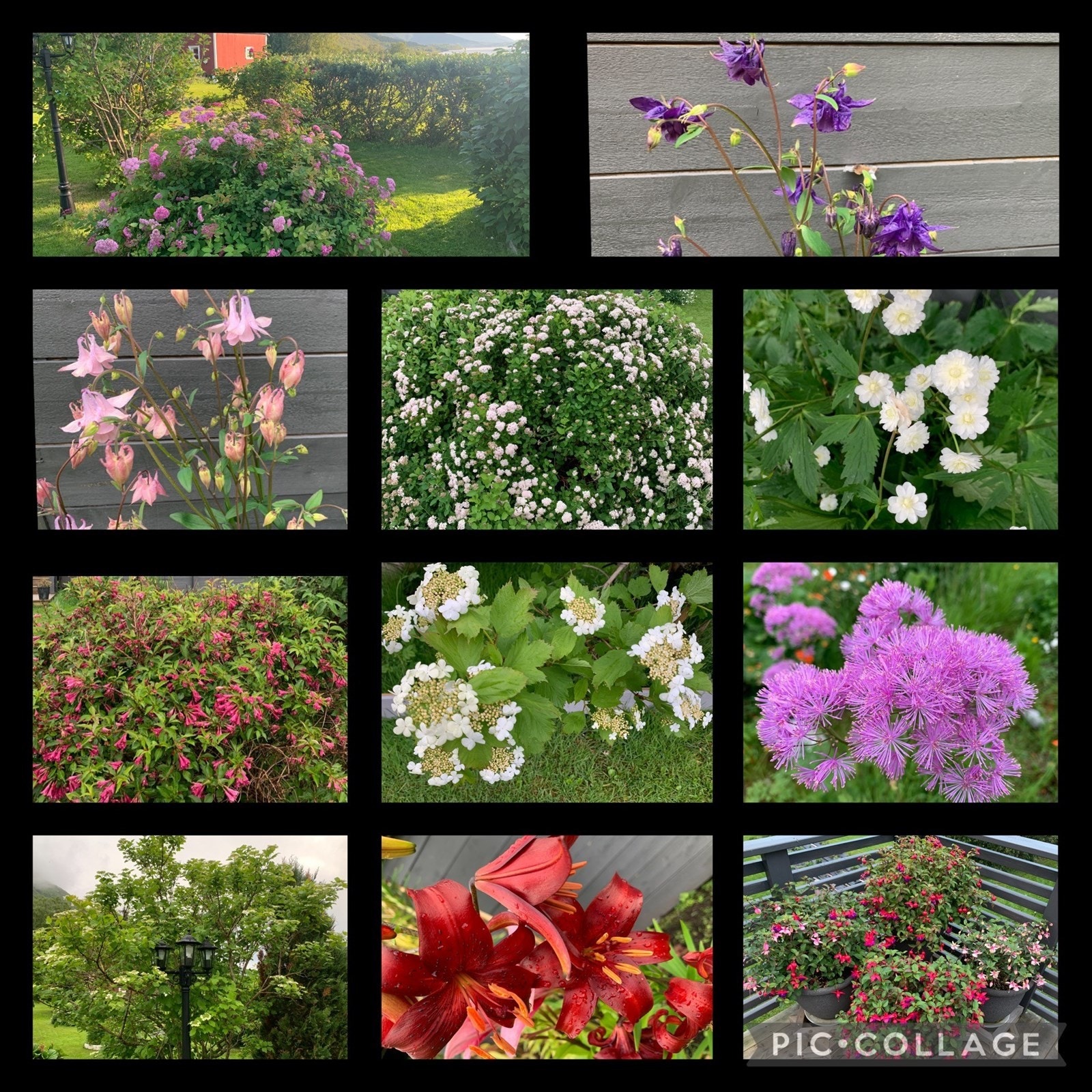 Blomsterrik hage Galleribilde