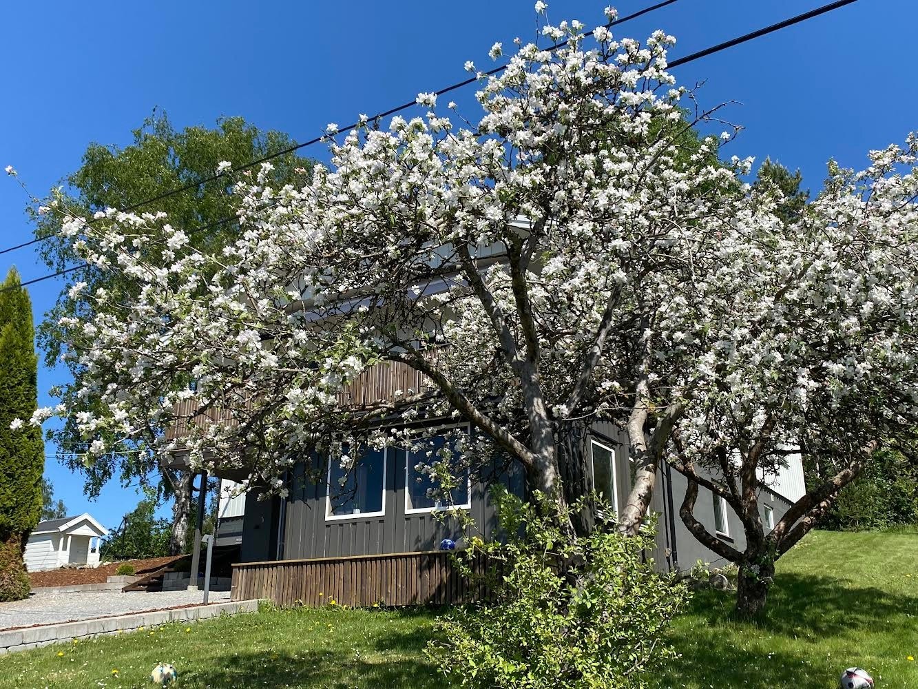 Våren er ankommet Maltjennveien og trærne står i full blomst. Galleribilde
