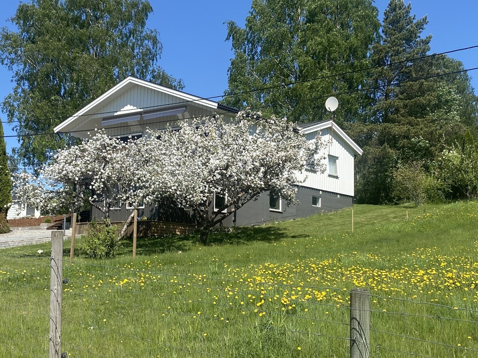 Eiendommen er en idyll med hestehov og blomstrende trær. Galleribilde