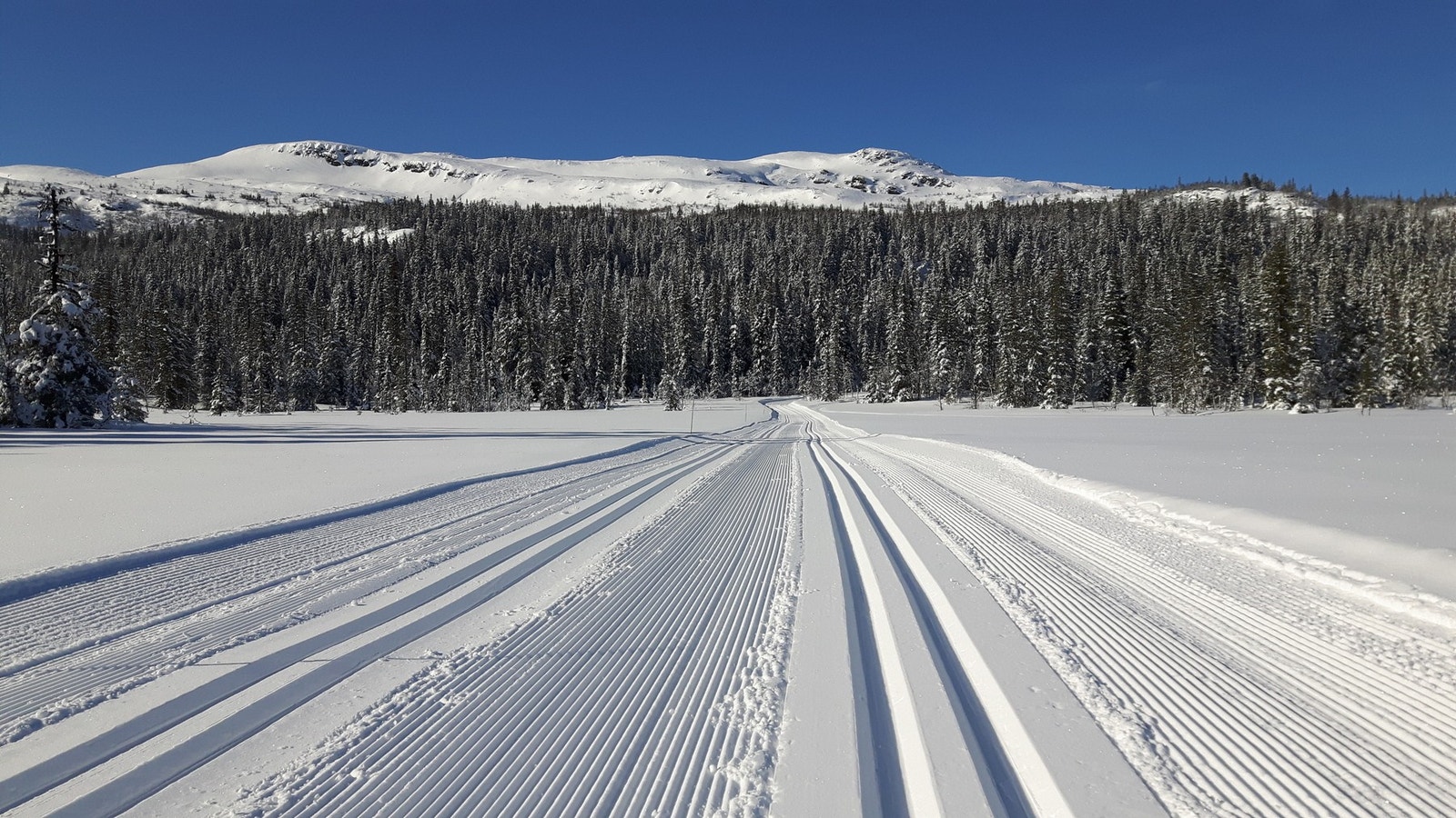 Meget bra skiløyper i området. Galleribilde