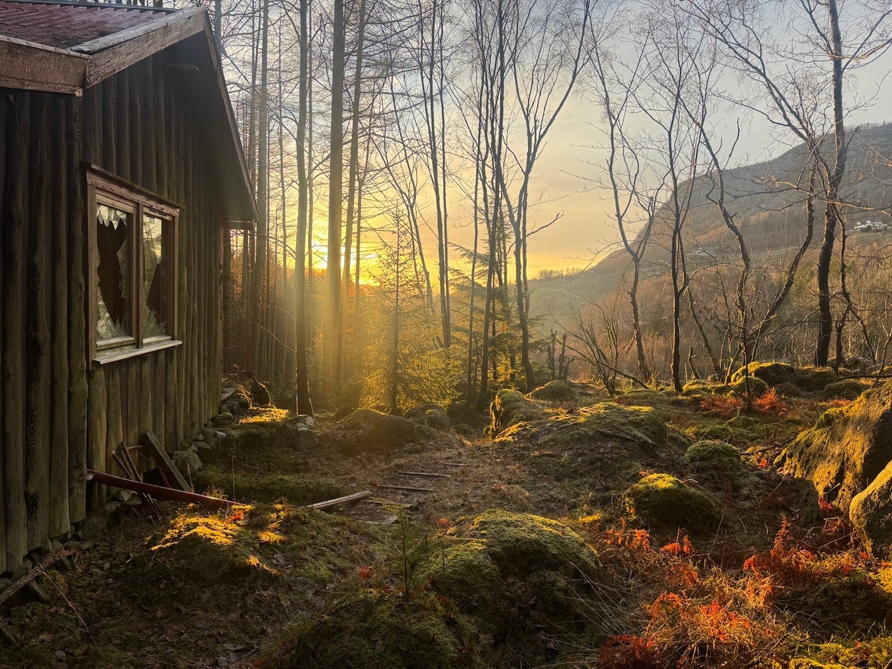 Her er man helt usjenert og skjermet i skogen Galleribilde
