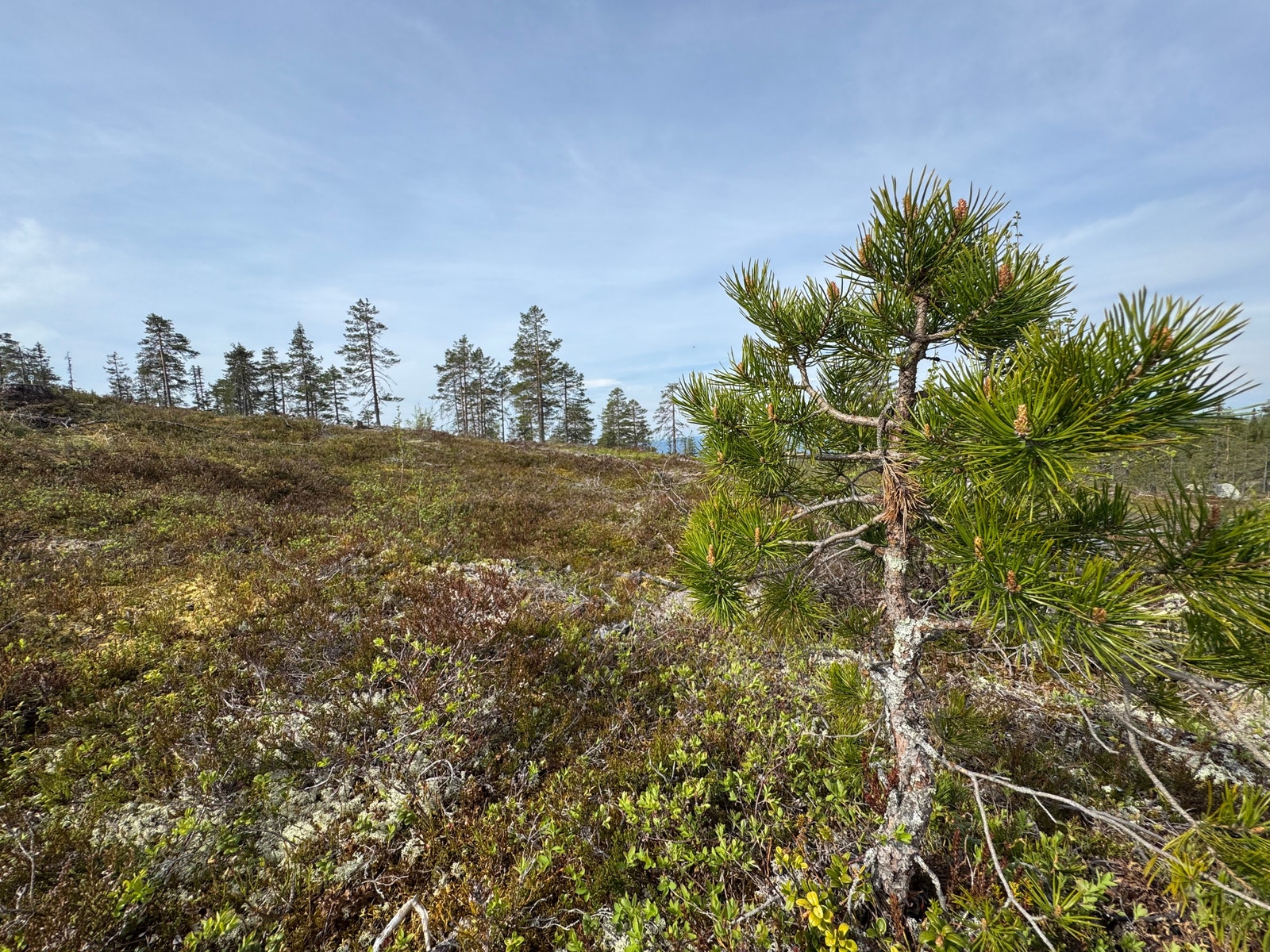 Fra tomten Galleribilde