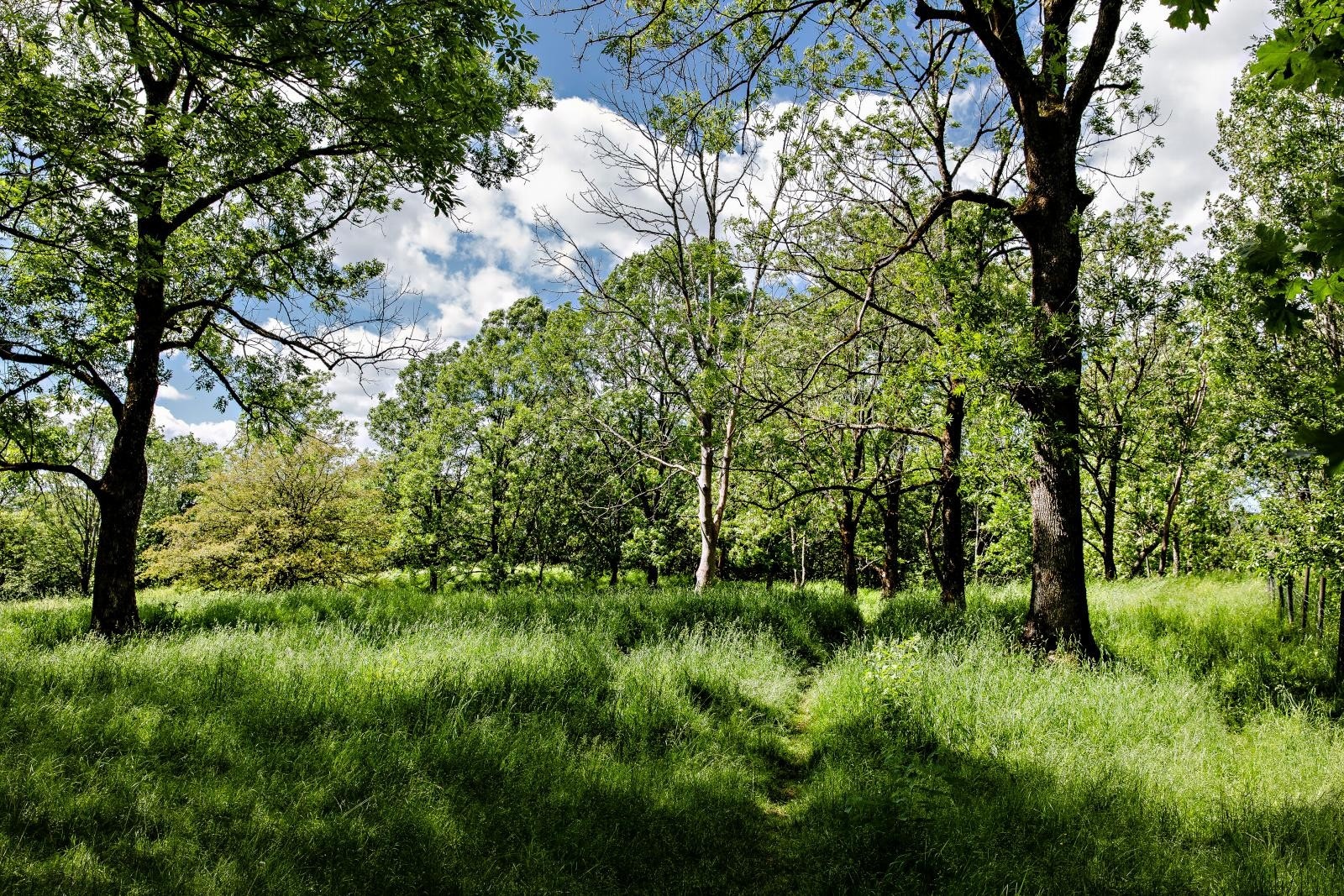 Eiendommen grenser det populære grøntområdet Sauejordet og Fredaskogen Galleribilde