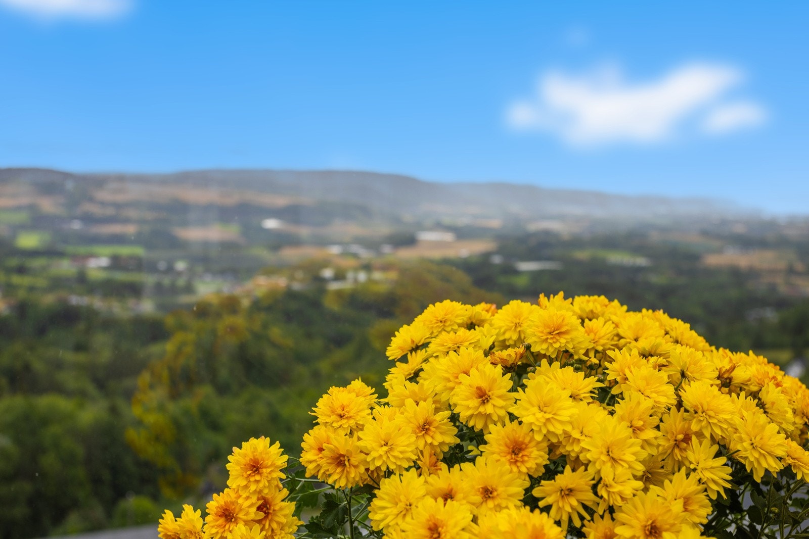 Detaljbilde. Galleribilde