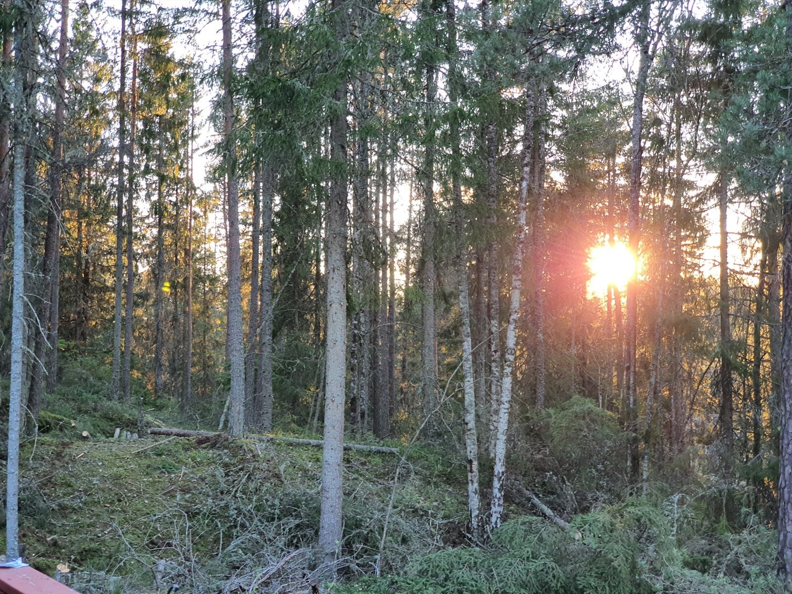 Selgers eget bilde, solen i september Galleribilde