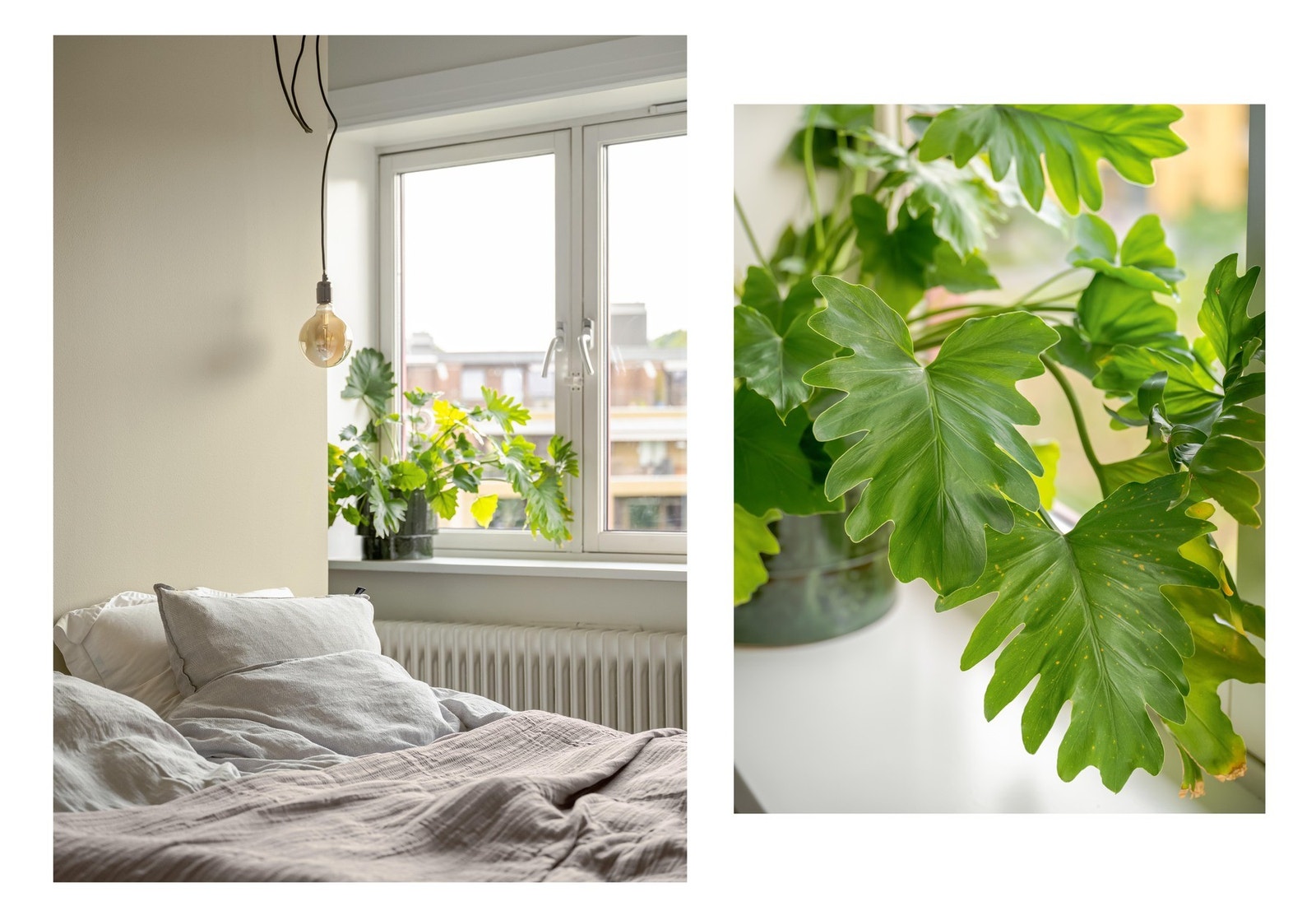 Her er det ganske digg å våkne opp, med fin utsikt og til og med en grønn plante. Galleribilde