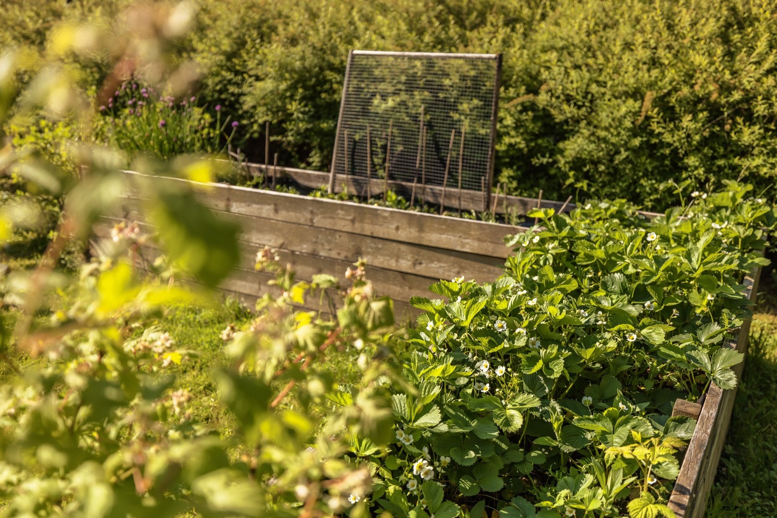 Det er også kasser hvor det dyrkes bla. jordbær. Galleribilde
