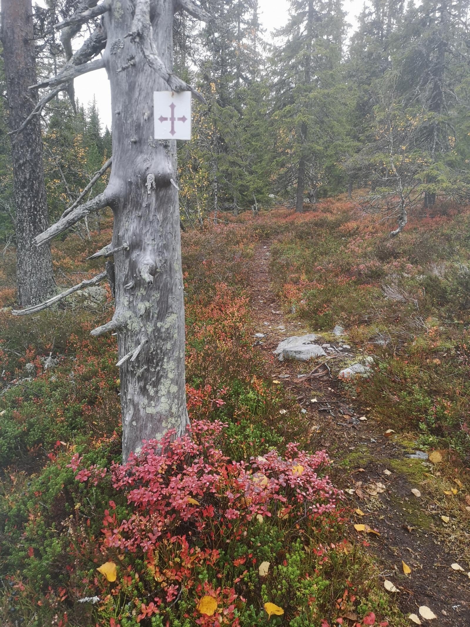 Privat bilde -Pilegrimsleden Galleribilde