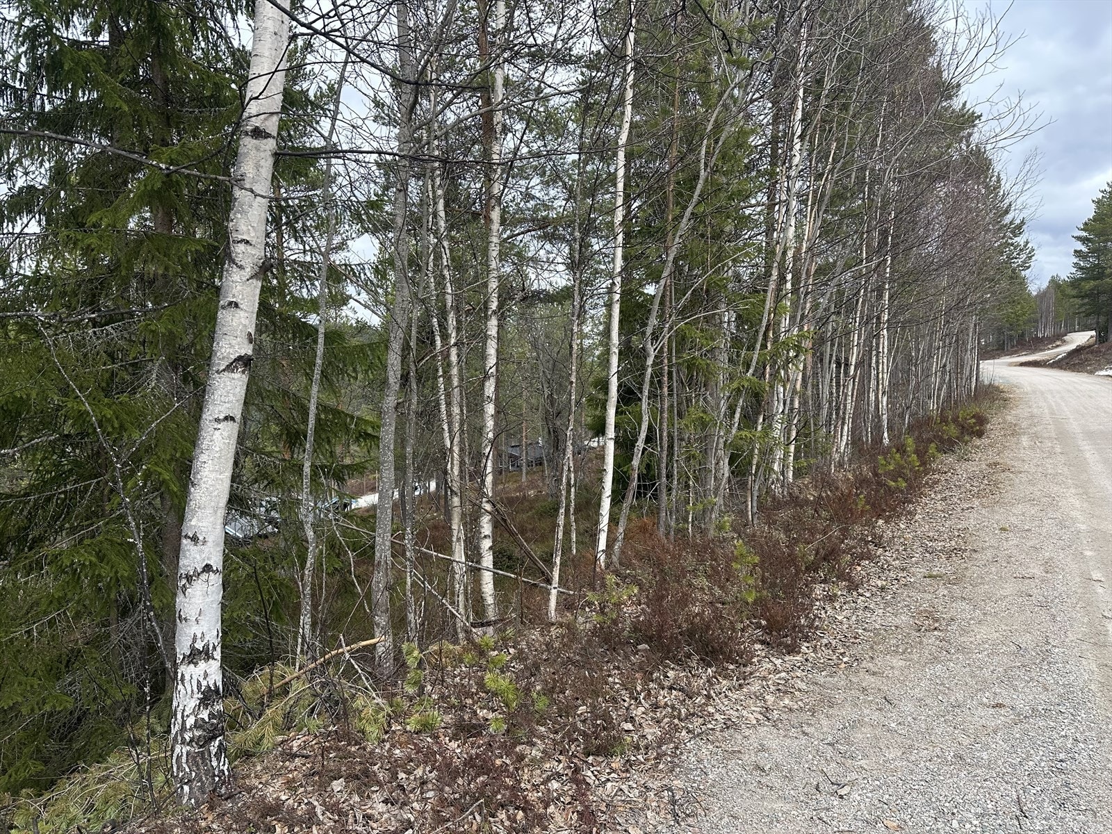 Bilvei til tomten. Galleribilde