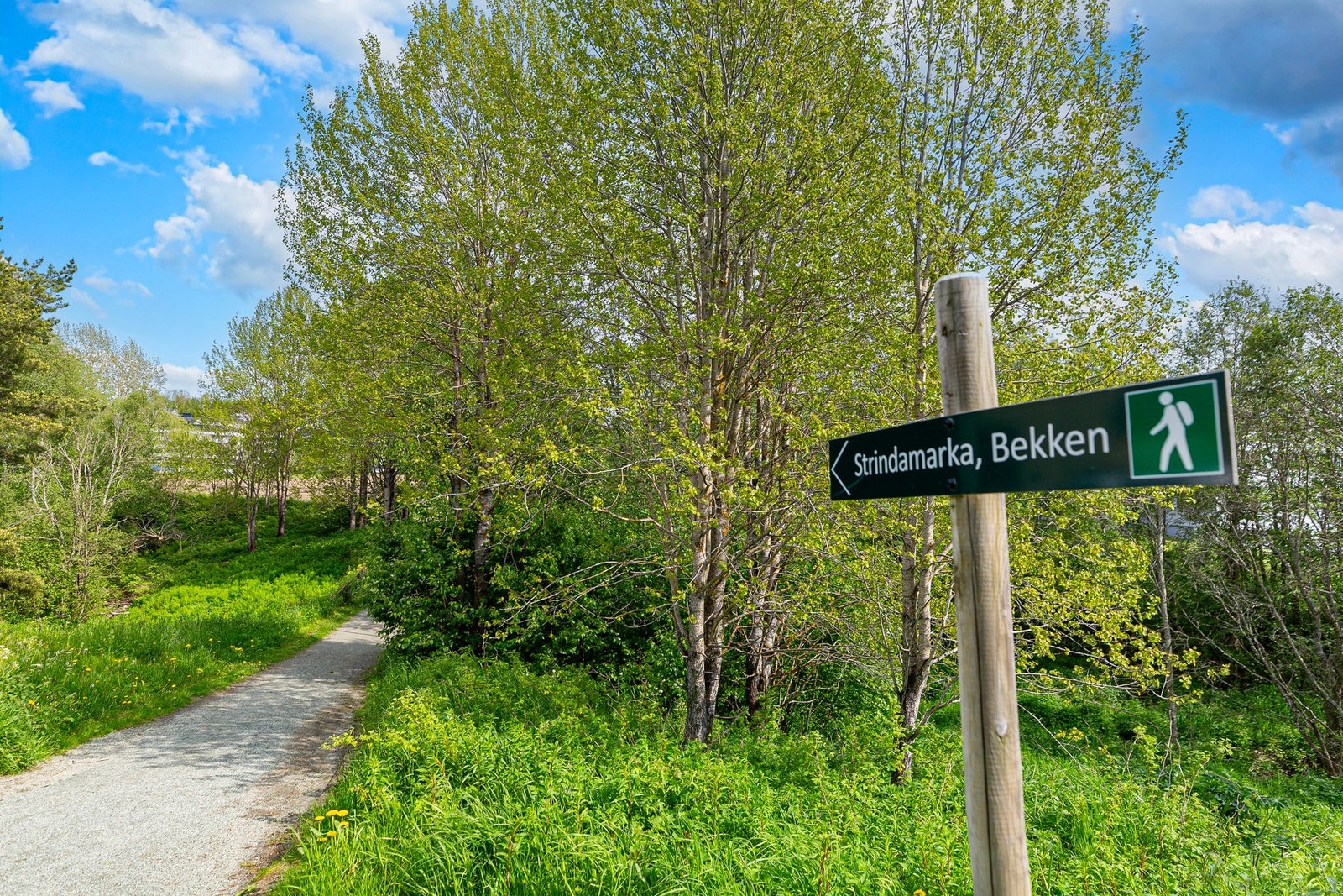 Stien går opp til Strindamarka. Galleribilde