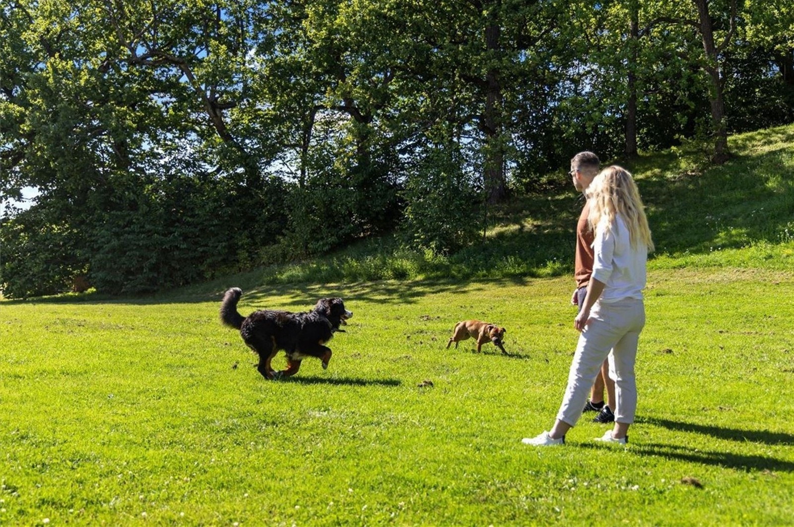 På hundejordet møtes de med to og fire bein til sosialisering Galleribilde