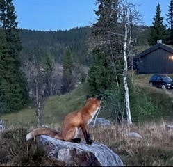 Selgers eget bilde Galleribilde