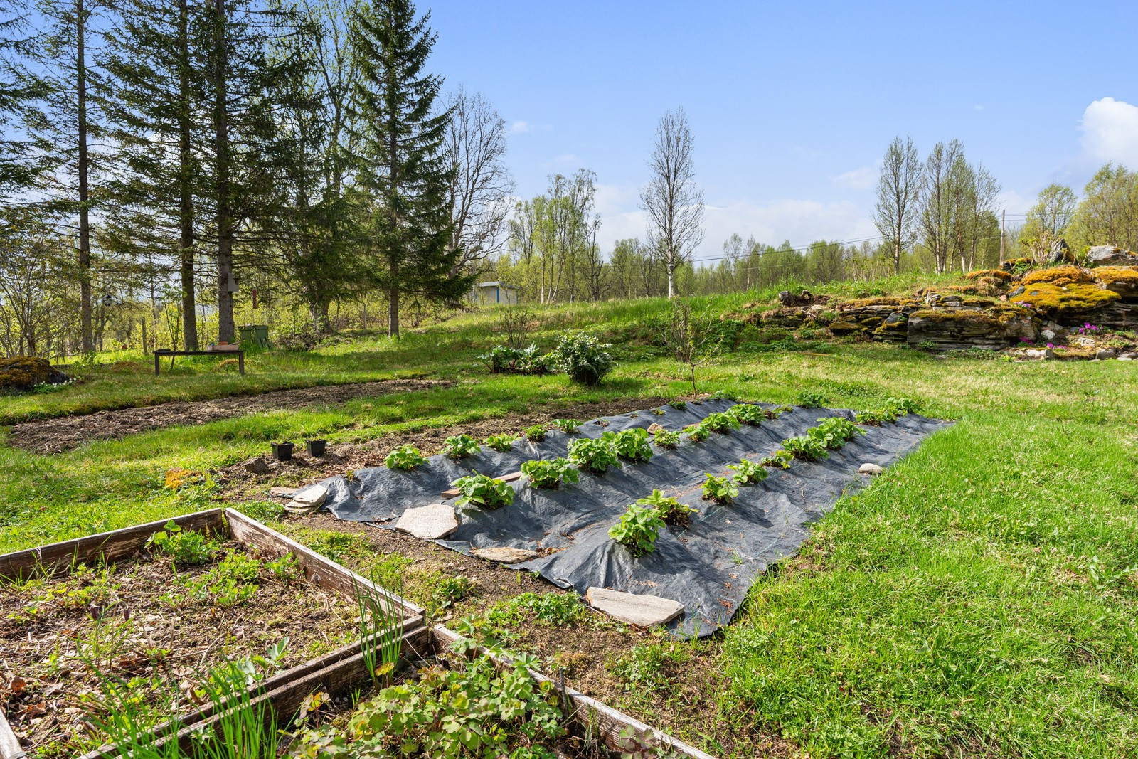 Tilrettelagt for planting i hagen.