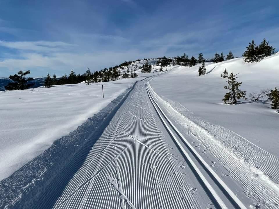 Selgers bilde. Galleribilde