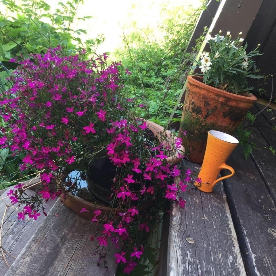 Selgers bilde. Galleribilde