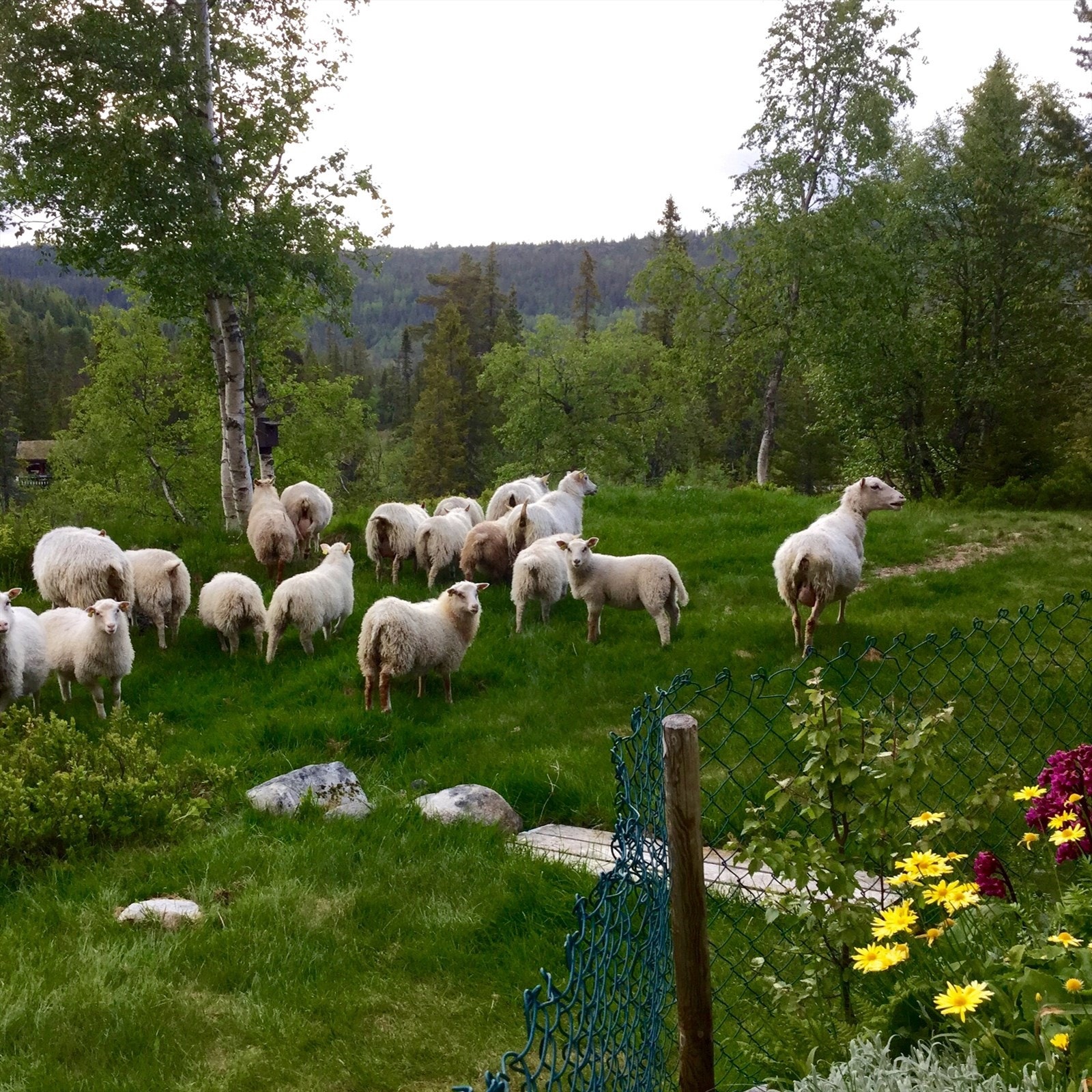 Selgers bilde. Galleribilde