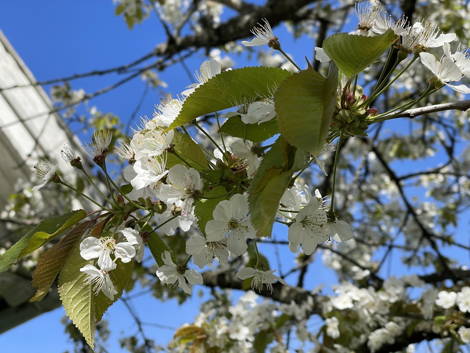 Privatbilde -morelltre i blomst Galleribilde