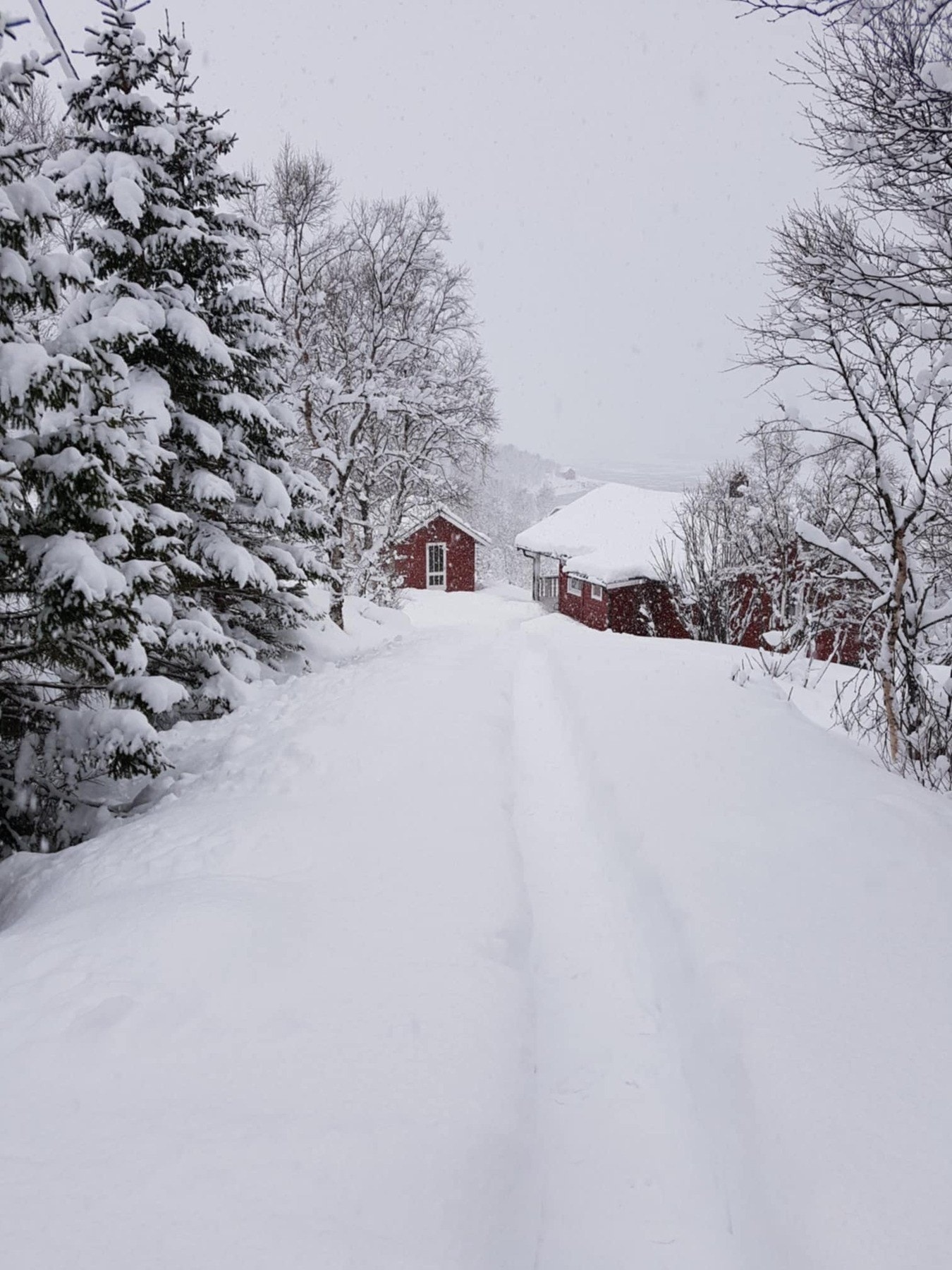 Selgers eget bilde Galleribilde