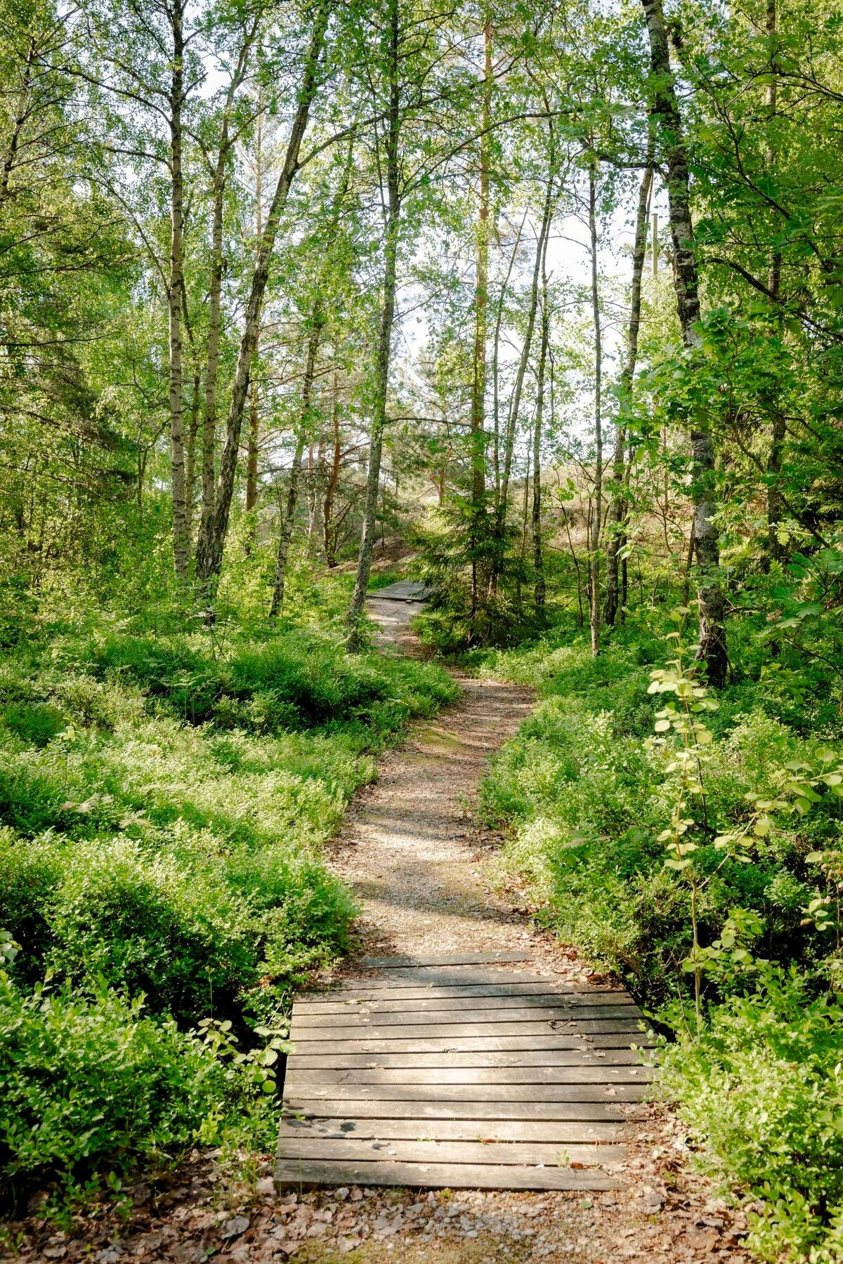 Koselig sti ned til badeplass Galleribilde