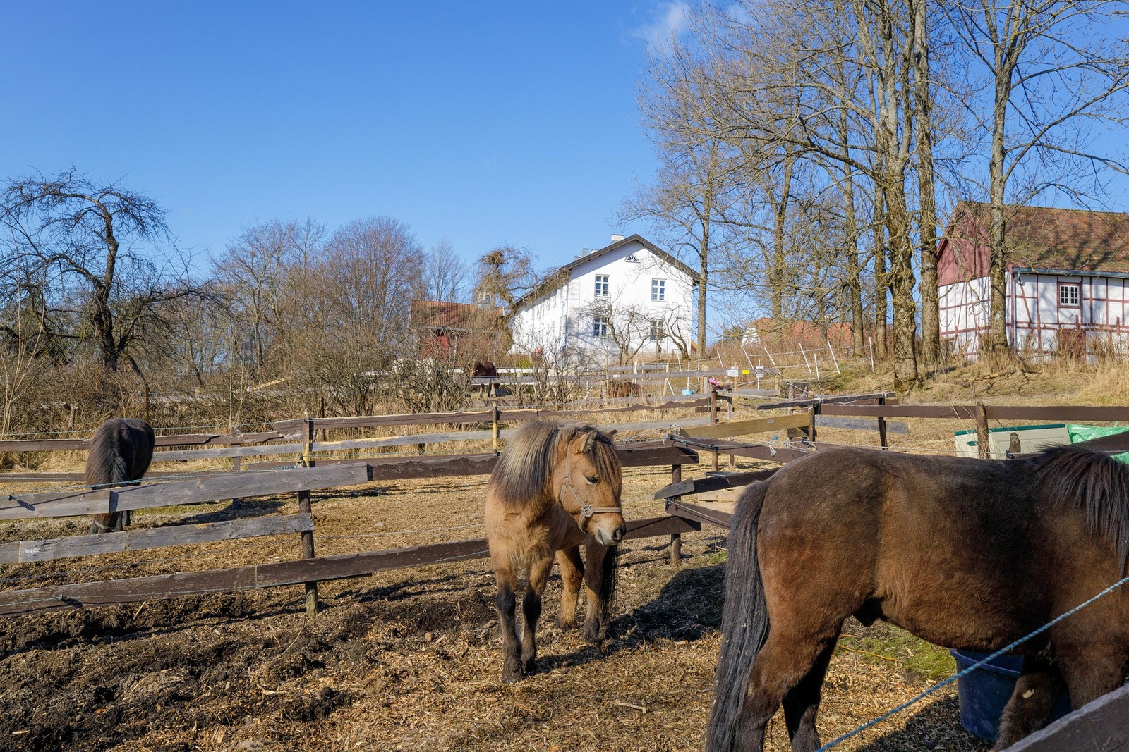 Hestene på Tveten gård er en del av det levende gårdsmiljøet og til glede for nærmiljøet. Galleribilde