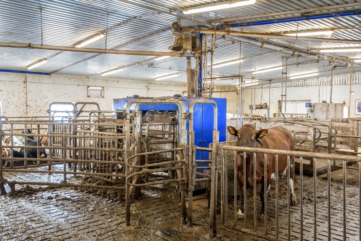 Løsdriftsfjøs med melkerobot Galleribilde