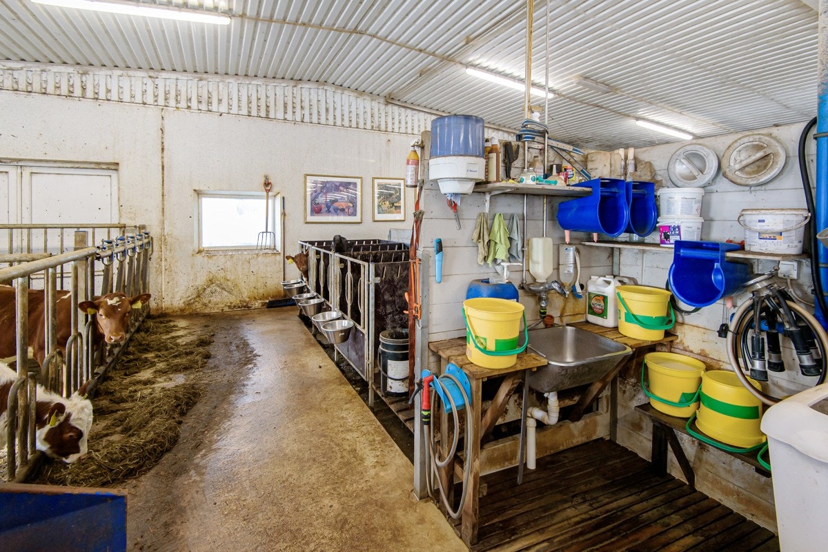 Løsdriftsfjøs med kalvekjøkken Galleribilde