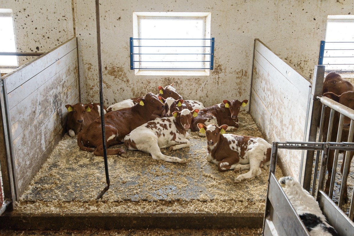 Løsdriftsfjøs Galleribilde